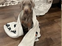 Lilac Renk Doberman King Yavrularımız Sizlerle