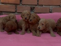 Show Güzellikte Safkan Toy Poodle Yavrular