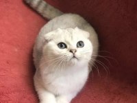 4 AYLIK AŞIRI SEVECEN ERKEK BRİTİSH SHORTHAİR YAVRU