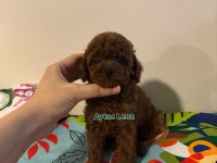 Güçlü Pigment Koyu Renk Kore Kan Toy Poodle