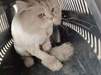 BRİTİSH YAVRUMUZA YUVA ARIYORUZ