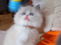 Safkan Ragdoll Bebekler