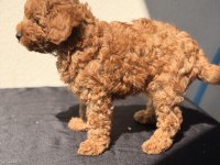 Toy Poodle Bebekler