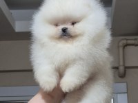 ÜST KALİTE TEACUP AYICIK YÜZ POMERANİAN BOO ERKEK