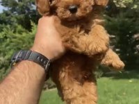 Poodle Benzerliğiyle Sevimli Maltipoo Bebekler