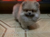 Bebek Yüzlü Pomeranian Köpeği