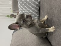 Lilac And Tan Isabella Carrier Maybe Fluffy French Bulldog