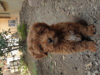 Yavru Poodle 4 Aylık