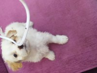 Maltese terrier 2 aylık yavrumuz