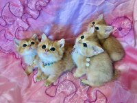 GOLDEN BİCOLOR BRİTİSH LONGHAİR BEBEKLER
