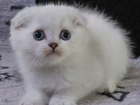 Şampiyon atalardan scottish fold yavrular