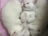 British shorthair yavrular yuva bekliyor
