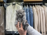 British Shorthair 2 Aylık