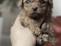 Toy Poodle A Kalite Safkan Kore