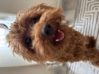 Tatlı mı tatlı toy poodle erkek yavru