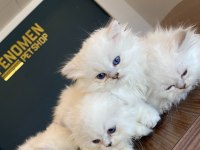 RENK RENK ORJİNAL BRITISH SHORTHAIR YAVRULAR ANKARA