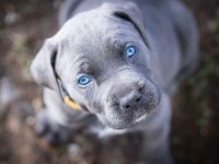 ORJİNAL BLUE CANE CORSO YAVRULAR