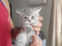 British shorthair kedisi