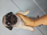 Dişi erkek pug bebekler
