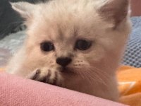 British shorthair bebeğimiz