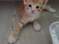 5 adet yavru sarman kedi