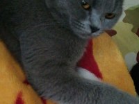 2 yaşında dişi british shorthair Afrodit