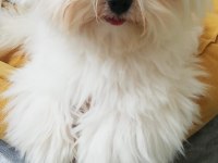Safkan Kore Maltese Yavrumuz