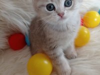 British shorthair silver sahiplendirme