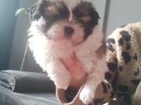 Shih tzu (şitzu) o numara erkek ve dişi yavrular