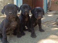 Cane corso bebekleri