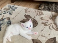 İki adet british shorthair 2 aylık yavru