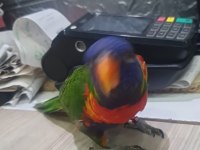 6 aylık lori papağanı