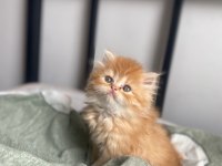 Gold British Longhair Erkek Nadir Renk