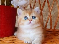 Dünya Harikası Golden Ny12 British Shorthair