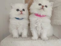British longhair yavrularım yuvasına gitmeye hazır