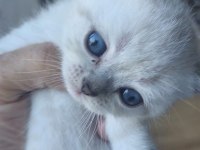 British shorthair kediler