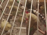 Yavru jumbo muhabbet kuşu