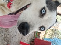 SİBİRYA KURDU HUSKY TAKAS DÜŞÜNÜLÜR