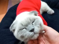 Cins kedimiz 4 aylık erkek scottish fold
