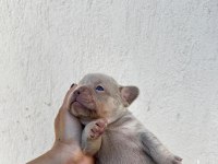 YUMUŞACIK TÜYLER YUMUŞACIK FRENCH BULLDOG PATİLER