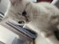 British Shorthair Erkek