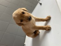 70 Günlük Erkek Dişi Has Golden Retriever