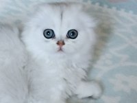 Mükemmel sıfır kulak scottish fold longhair bebeğim