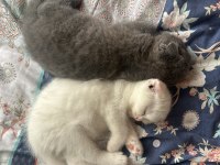 Ev ortamında büyümüş scottish fold yavrular