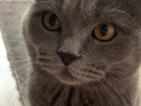 Erkek British Shorthair Ücretsiz Sahiplendirilecektir