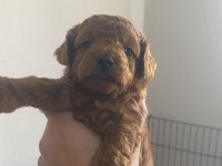 Toy Poodle Dişi Ve Erkek