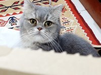 British shorthair blue