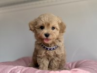 Maltipoo En Küçük Boy maltipoo Yavrularımız