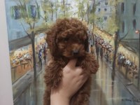 EN UYGUN EN GARANTİ BOY KORE POODLE