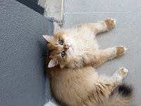 British Longhair Golden